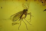 Fossil Fly (Diptera) In Baltic Amber #139034-1